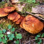 Gymnopilus penetrans