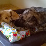 Bridget Einfach Eine Wunderbare Hundin Tierliebe Grenzenlos