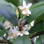 Blütennektar der Kumquat