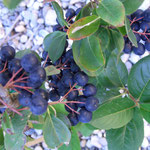 Aronia Nero