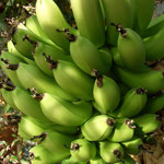 Kanarische Fruchtbanane