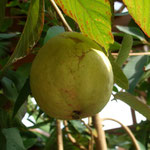 Guave Psidium