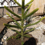 Araucaria