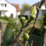 Feigenansätze Pfälzer Rote