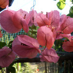 Bougainvillea