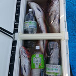 完全ふかせ釣り９月22日午前便　ヒラマサ2本、ハマチ１６本、真鯛１６枚、シイラ１枚でした