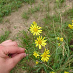 Bastard Kreuzkräuter, hier Wasserkreuzkraut x Jakobskreuzkraut. (Senecio x ostenfeldii). Copyright über AK KK erfragen!