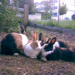 Unsere Kaninchen