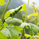 18. Mai: Eine Blauburgunderrebe mit dem Geschein. Das Geschein, das an eine aufgestellte Traube erinnert, sollte in etwa zwei Wochen blühen, dann beginnen die Beeren zu wachsen.