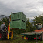 19. September: Jungbauer Hannes beim Verladen der Äpfel. In eine große Plastikkiste passen etwa 300 Kilogramm Tafeläpfel.