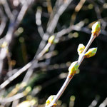 16. März: Die zarten grünen Knospen sind das Zeichen, dass die neue Saison bald beginnt.