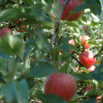 13. August: Die Äpfel der Sorte Gala leuchten in sattem Rot.