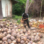 So werden dort noch immer die Kokosnüsse geschält