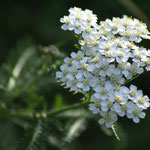 Gemeine Schafgarbe oder Gewöhnliche Schafgarbe (Achillea millefolium), Blute Juni - Juli + vereinzelt September/Oktober