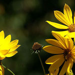 Sonnenblume (Helianthus X Laetiflorus),Blüte August - Oktober