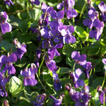 Duftveilchen (Viola odorata), Blütezeit März - April 