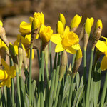 Mini-Narzissen (Narcissus) 