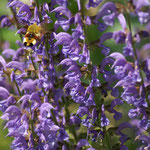 Wiesensalbei (Salvia pratensis) 