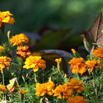 Studentenblume (Tagetes), Blüte Juni - Oktober 