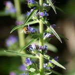 Gewöhnlicher Natternkopf oder Blaue Natternkopf (Echium vulgare)