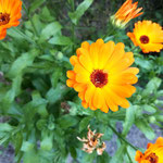 Ringelblume (Calendula officinalis).jpg