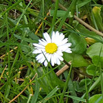 Gänseblümchen (Bellis perennis), Blüte ab März/April über den ganzen Sommer, vereinzelt bis zum Frost