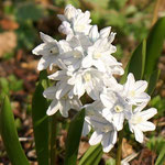 Puschkinie oder Kegelblume (Puschkinia scilloides), Blützeit März - April 
