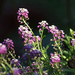 Strand-Silberkraut (Lobularia maritima), Blüte Mai - Oktober