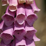 Roter Fingerhut (Digitalis purpurea)