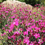 Heide-Nelke 'Brillant' (Dianthus deltoides) Blüte Mai - Juni 