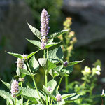 Anisysop (Agastache foeniculum), Blütezeit Juli - September