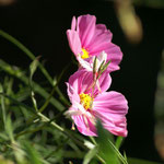 Cosmea, Schmuckkörbchen (Cosmos bipinnatus), Blütezeit Juli bis zum ersten Frost
