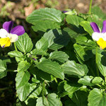 Sich selbst aussäende, erste Wilde Stiefmütterchen (Viola tricolor) der neuen Generation beginnen zu blühen.