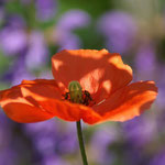 Klatschmohn (Papaver rhoeas)