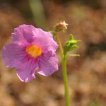 Freiland-Gloxinie (Incarvillea delavayi)