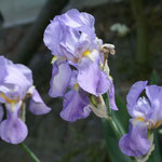 Hellblau Schwertlilie (Iris germanica)
