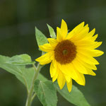 Sonnenblume 