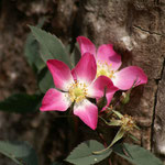 Rotblatt-Rose (Rosa glauca) 