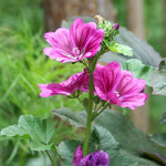 Algier Malve (Malva sylvestris) Juni - September/Oktober, vereinzelt bis zum ersten Frost