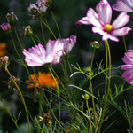 Cosmea