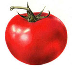 Lycopersicum