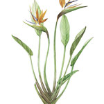 strelitzia reginae