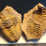 Trilobite-Flexycalymène ouzregui-Paléozoïque-Ordovicien-485 à 443 M.A-Zagora-Maroc - 60mm