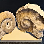 Crioceratites - Crétacé inférieur-Hauterivien-132 à 129 M.A-Drôme-France - 65mm