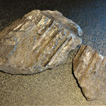 Bois fossilisé-Carbonifère-330 M.A