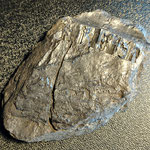 Bois fossilisé-Carbonifère-330 M.A