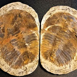 Trilobite-Cambropallas-Paléozoïque-Cambrien- 540 à 485 M.A-Maroc - mm