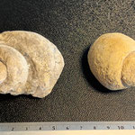 Fossiles d'escargot