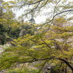 等々力不動尊境内の春の光景（サクラと新緑が美しい）