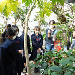 食虫植物ウツボカズラ観察